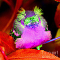 Baby Bird Of A Different Color