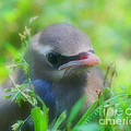 Baby Waxwing Bird Innocence