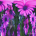Pink Flower Power