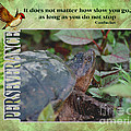 Turtle Perseverance Inspirational Quote