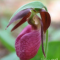 Wild Pink Lady Slipper Orchid