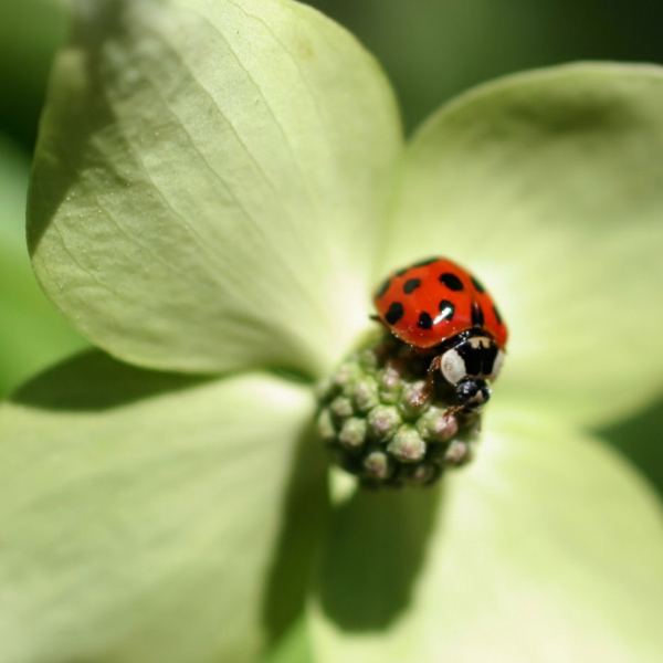 Smilin Eyes Treasures