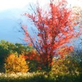 Autumn Red And Yellow Foliage