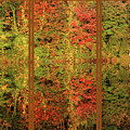 Autumn Reflections In A Window
