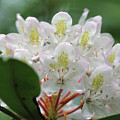 Azalea Faces