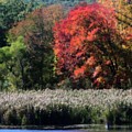 Fall Foliage Marsh