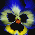 Pansy Face