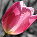 Pink Tulip On Black And White