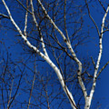 White Birch Blue Sky